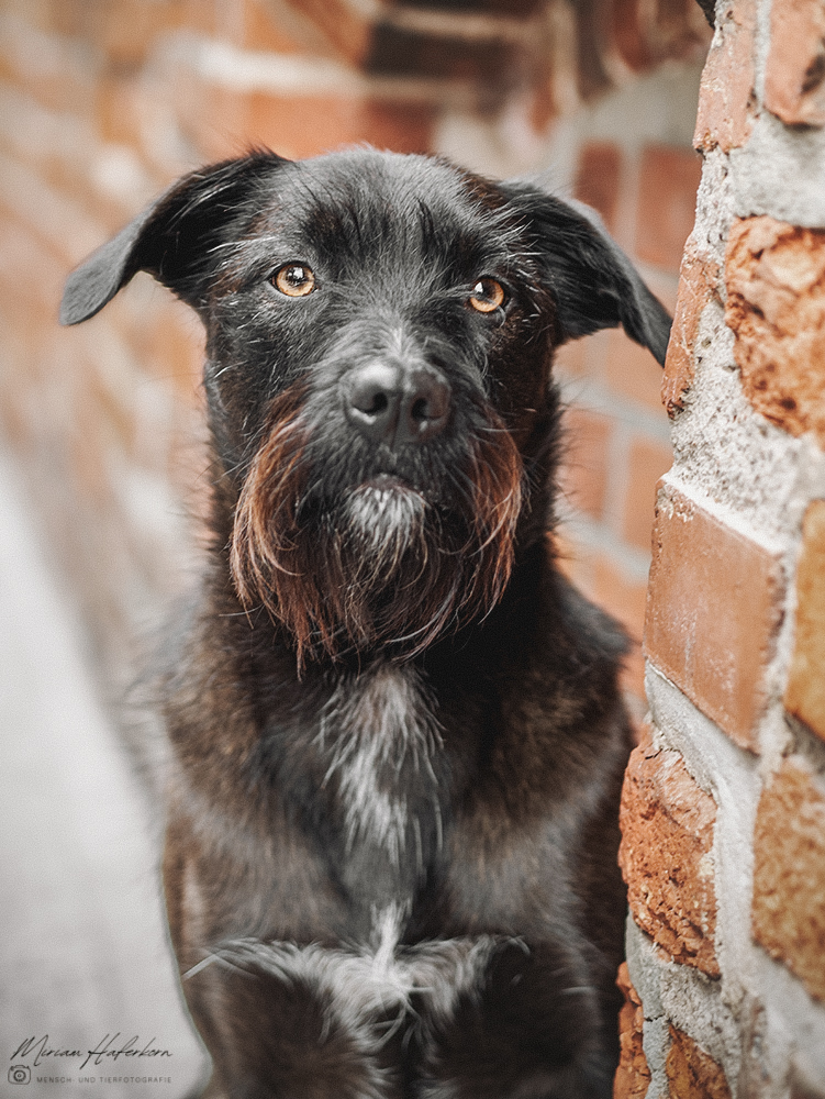 hund neben mauer