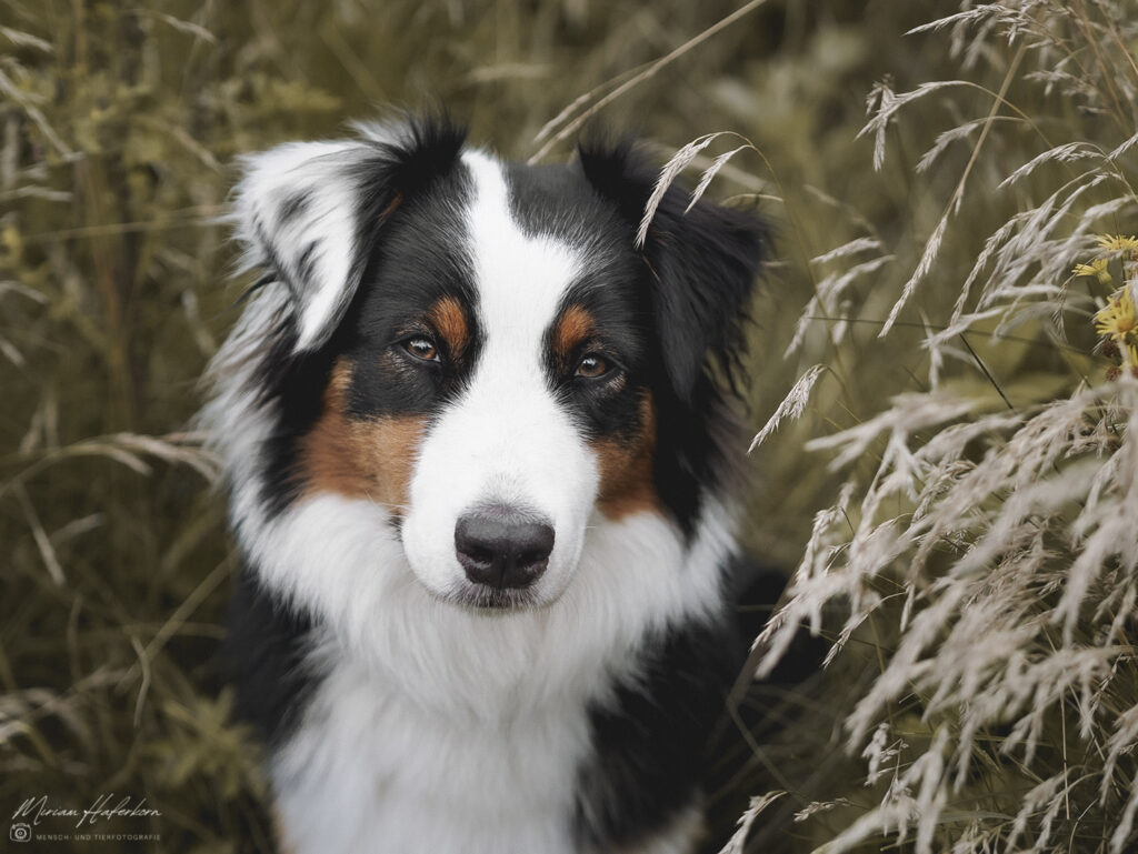 hund im herbst