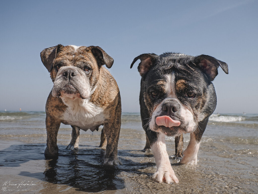 hunde am strand