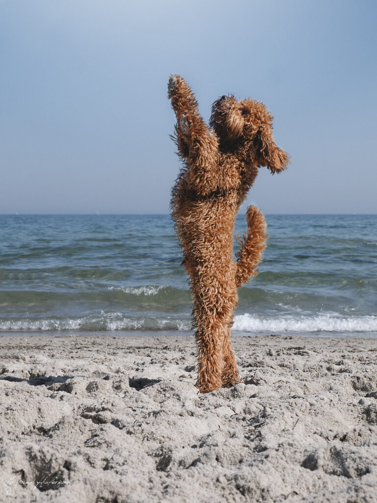 pudel am strand