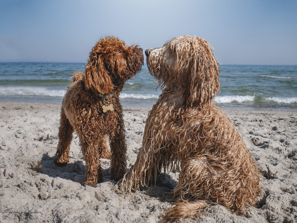 pudel am strand