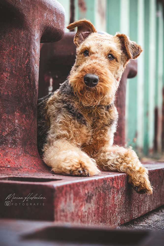 Hundefotograf Hamburg