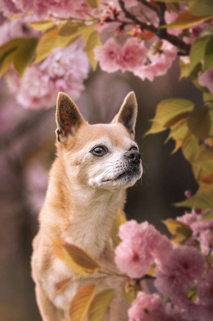 chihuahua in kirschblüte